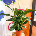 Spathiphyllum 'Sweet Silvana' - Peace Lily - Sprouts of Bristol