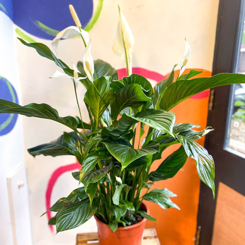 Spathiphyllum 'Sweet Silvana' - Peace Lily - Sprouts of Bristol