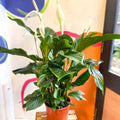 Spathiphyllum 'Sweet Silvana' - Peace Lily - Sprouts of Bristol