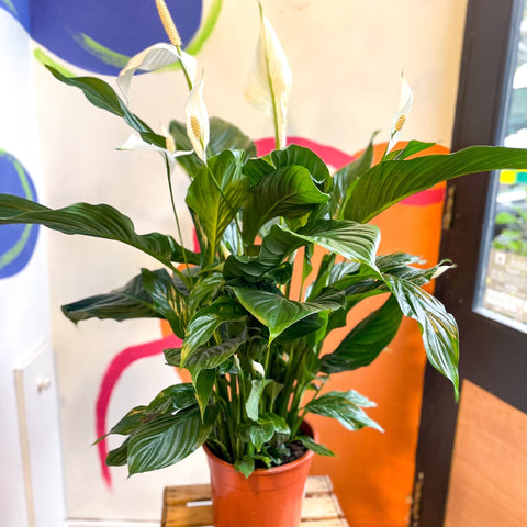 Spathiphyllum 'Sweet Silvana' - Peace Lily - Sprouts of Bristol