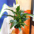 Spathiphyllum 'Sweet Silvana' - Peace Lily - Sprouts of Bristol