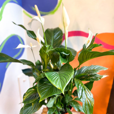 Spathiphyllum 'Sweet Silvana' - Peace Lily - Sprouts of Bristol