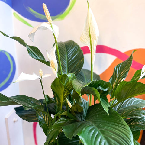 peace lily plant in hindi Spathiphyllum 'Sweet Silvana'
