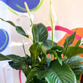 Spathiphyllum 'Sweet Silvana' - Peace Lily - Sprouts of Bristol