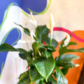 Spathiphyllum 'Sweet Silvana' - Peace Lily - Sprouts of Bristol