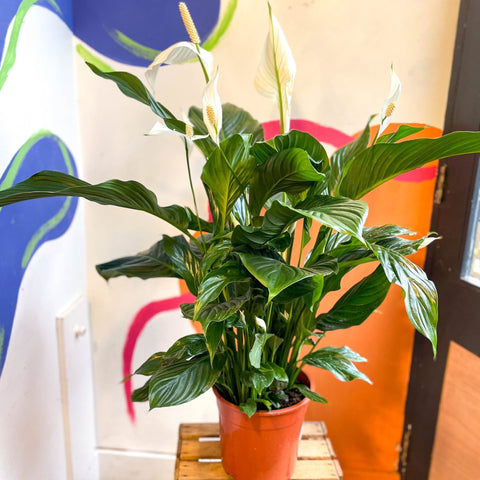 Spathiphyllum 'Sweet Silvana' - Peace Lily - Sprouts of Bristol