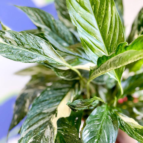 Spathiphyllum wallisii 'Diamond' - Variegated Peace Lily - Sprouts of Bristol