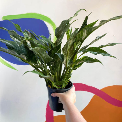 variegated peace lily uk Spathiphyllum wallisii 'Diamond'