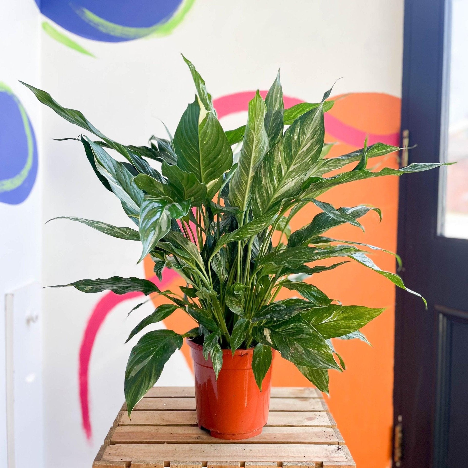 variegated peace lily uk Spathiphyllum wallisii 'Diamond'