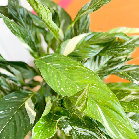 variegated peace lily uk Spathiphyllum wallisii 'Diamond'