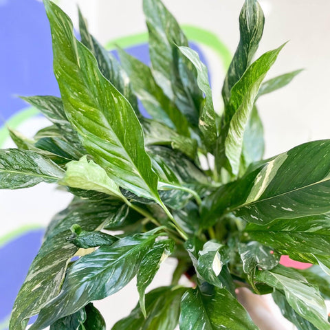 variegated peace lily uk Spathiphyllum wallisii 'Diamond'
