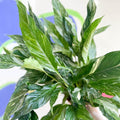 Spathiphyllum wallisii 'Diamond' - Variegated Peace Lily - Sprouts of Bristol