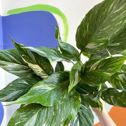 variegated peace lily uk Spathiphyllum wallisii 'Diamond'