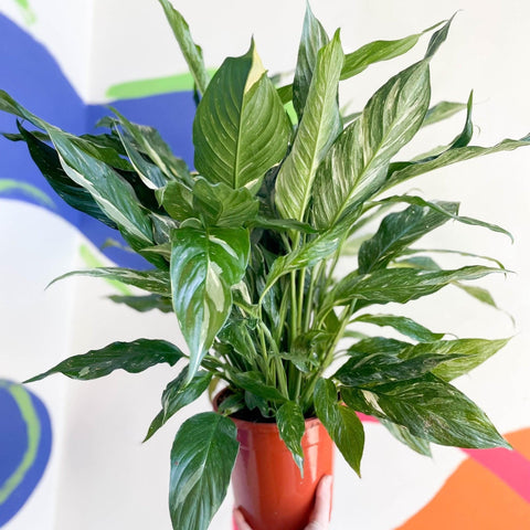 variegated peace lily uk Spathiphyllum wallisii 'Diamond'