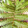 Sphaeropteris cooperi - Lacy Tree Fern - Sprouts of Bristol