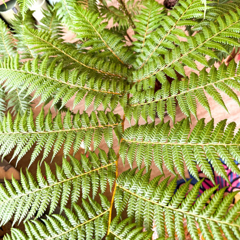 Sphaeropteris cooperi - Lacy Tree Fern - Sprouts of Bristol