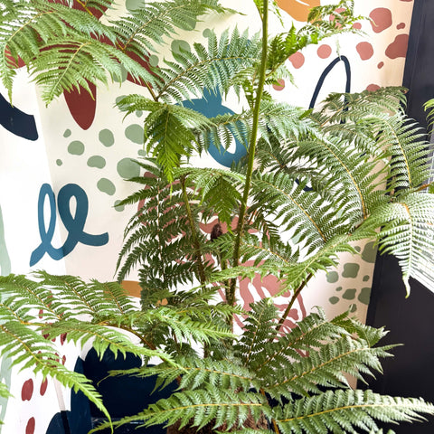 Sphaeropteris cooperi - Lacy Tree Fern - Sprouts of Bristol