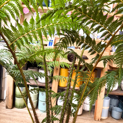 Sphaeropteris cooperi - Lacy Tree Fern - Sprouts of Bristol