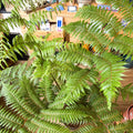 Sphaeropteris cooperi - Lacy Tree Fern - Sprouts of Bristol