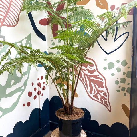 Sphaeropteris cooperi - Lacy Tree Fern - Sprouts of Bristol