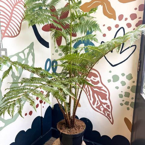 Sphaeropteris cooperi - Lacy Tree Fern - Sprouts of Bristol