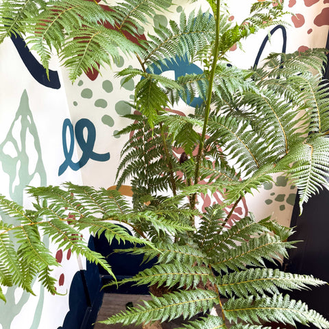 Sphaeropteris cooperi - Lacy Tree Fern - Sprouts of Bristol