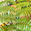 Sphaeropteris cooperi - Lacy Tree Fern - Sprouts of Bristol