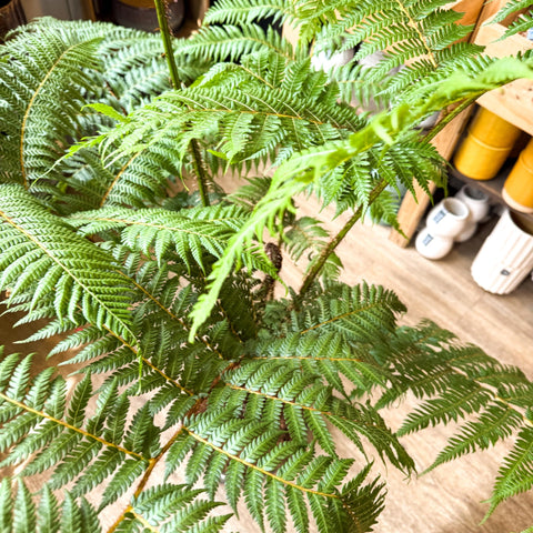 Sphaeropteris cooperi - Lacy Tree Fern - Sprouts of Bristol