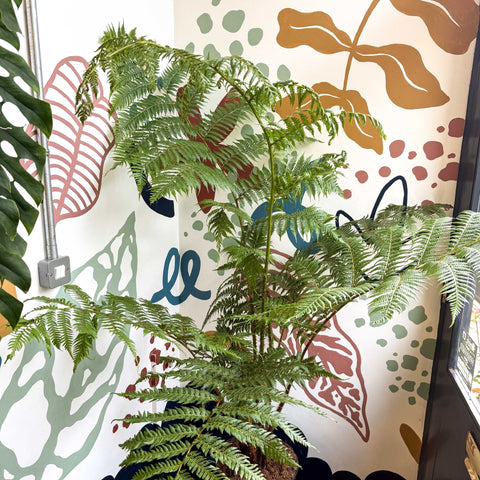 Sphaeropteris cooperi - Lacy Tree Fern - Sprouts of Bristol