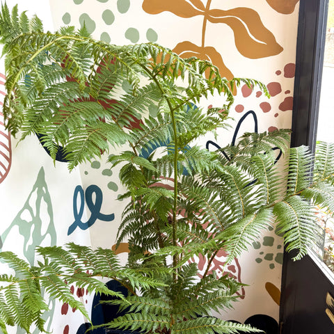 Sphaeropteris cooperi - Lacy Tree Fern - Sprouts of Bristol