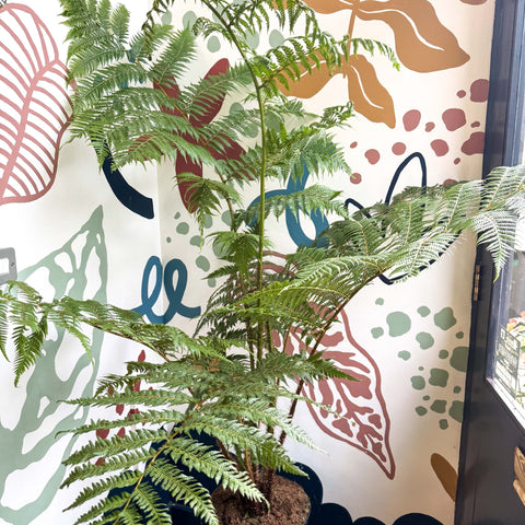 Sphaeropteris cooperi - Lacy Tree Fern - Sprouts of Bristol