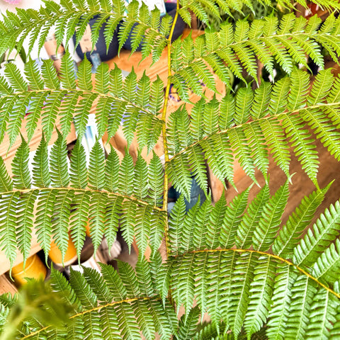 Sphaeropteris cooperi - Lacy Tree Fern - Sprouts of Bristol