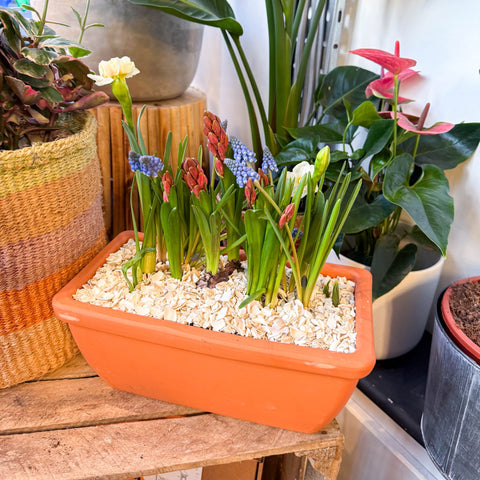 indoor plant bulbs uk Spring Bulbs in Terracotta Windowsill Trough Planter – Sprouts of Bristol