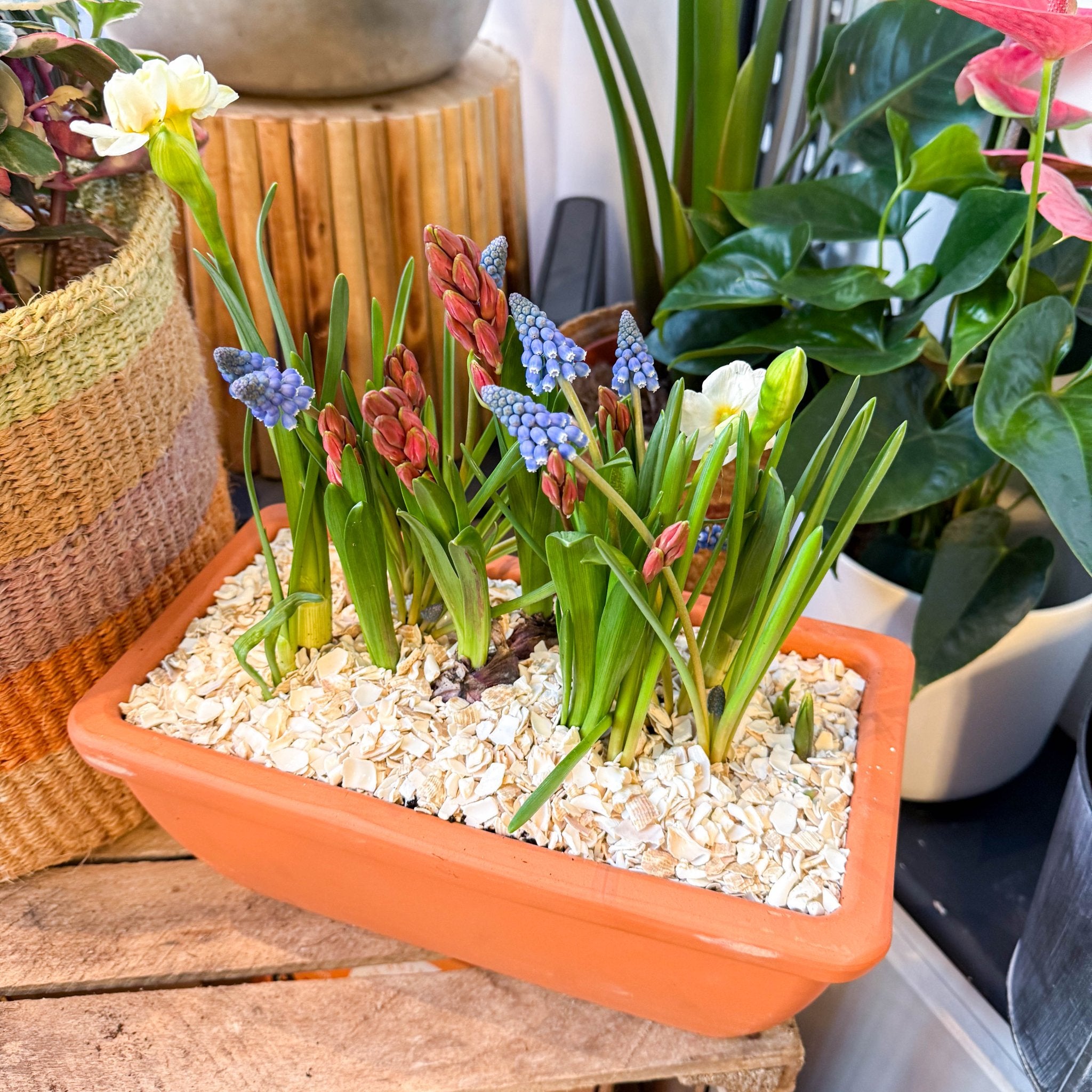 Spring Bulbs in Terracotta Windowsill Trough Planter – Sprouts of Bristol