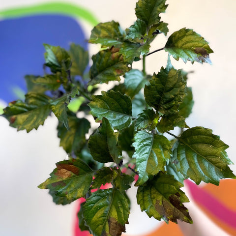 Spurflower - Plectranthus 'Mona Lavender' - Welsh Grown - Sprouts of Bristol