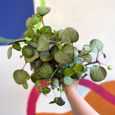 Spurflower - Plectranthus oertendahlii - Welsh Grown - Sprouts of Bristol