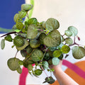 Spurflower - Plectranthus oertendahlii - Welsh Grown - Sprouts of Bristol