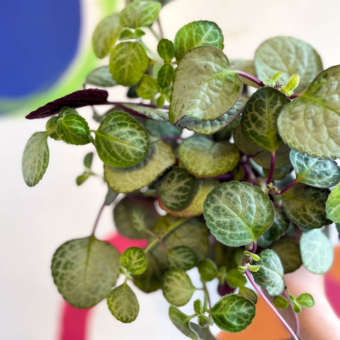 Spurflower - Plectranthus oertendahlii - Welsh Grown - Sprouts of Bristol