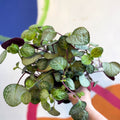 Spurflower - Plectranthus oertendahlii - Welsh Grown - Sprouts of Bristol