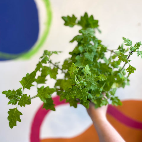 Spurflower - Plectranthus venteri - Welsh Grown - Sprouts of Bristol