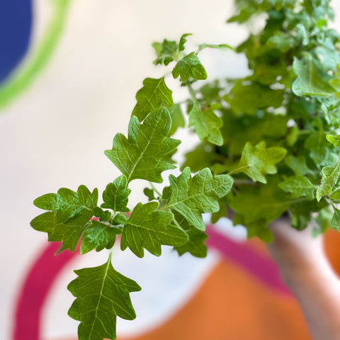 Spurflower - Plectranthus venteri - Welsh Grown - Sprouts of Bristol