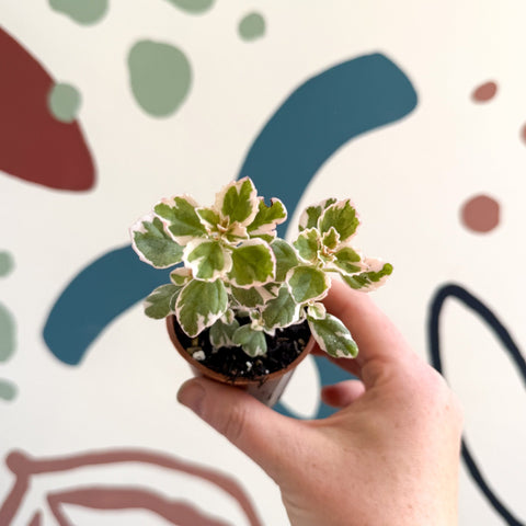 Spurflower - Plectranthus - Welsh Grown - Sprouts of Bristol