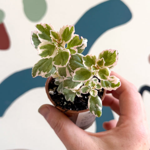 Spurflower - Plectranthus - Welsh Grown - Sprouts of Bristol