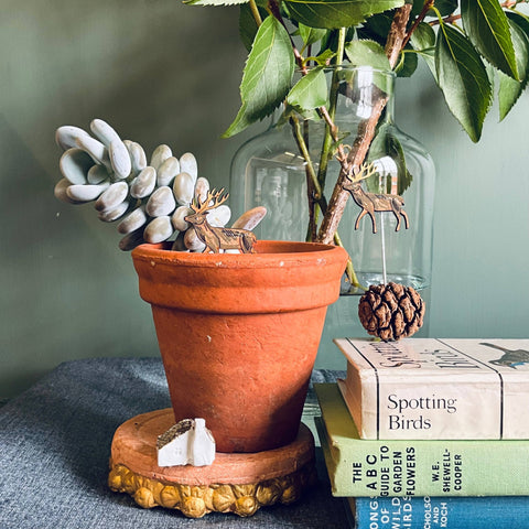 Stag Plant Pot Companions - Sprouts of Bristol