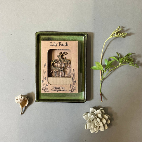 Stag Plant Pot Companions - Sprouts of Bristol