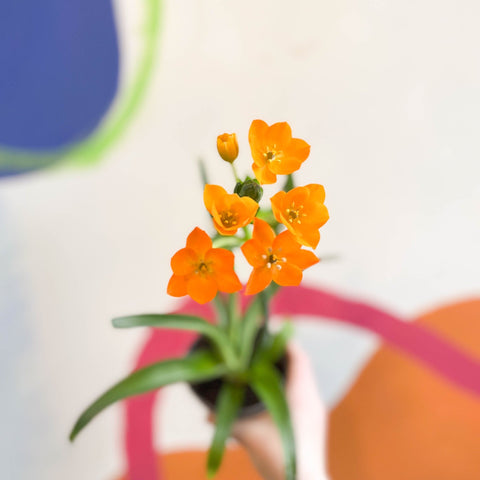 star of bethlehem house plant Ornithogalum dubium
