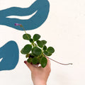 Streptocarpus caulescens ‘Blue Moon’ – Cape Primrose - Welsh Grown - Sprouts of Bristol