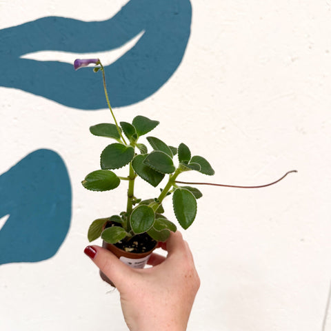 Streptocarpus caulescens ‘Blue Moon’ – Cape Primrose - Welsh Grown - Sprouts of Bristol