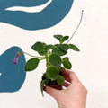 Streptocarpus caulescens ‘Blue Moon’ – Cape Primrose - Welsh Grown - Sprouts of Bristol