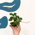 Streptocarpus caulescens ‘Blue Moon’ – Cape Primrose - Welsh Grown - Sprouts of Bristol